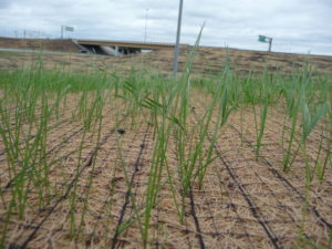 PC42 Grass growing
